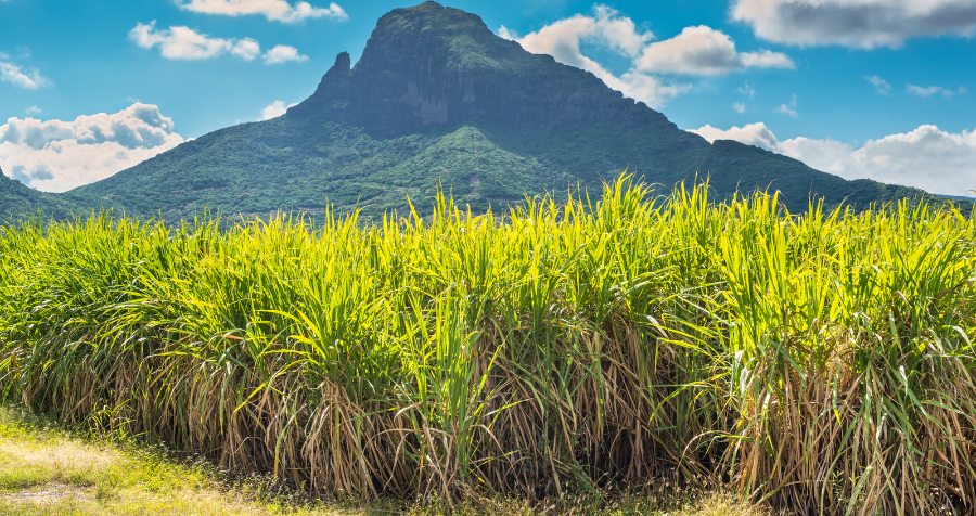 Paysage de Beaux Songes — champs de canne à sucre et Morne Brabant